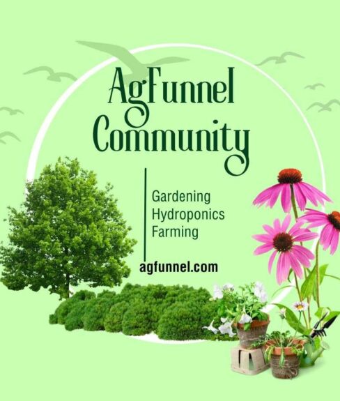 A group of plants and flowers. A Group Of Plants And Flowers.