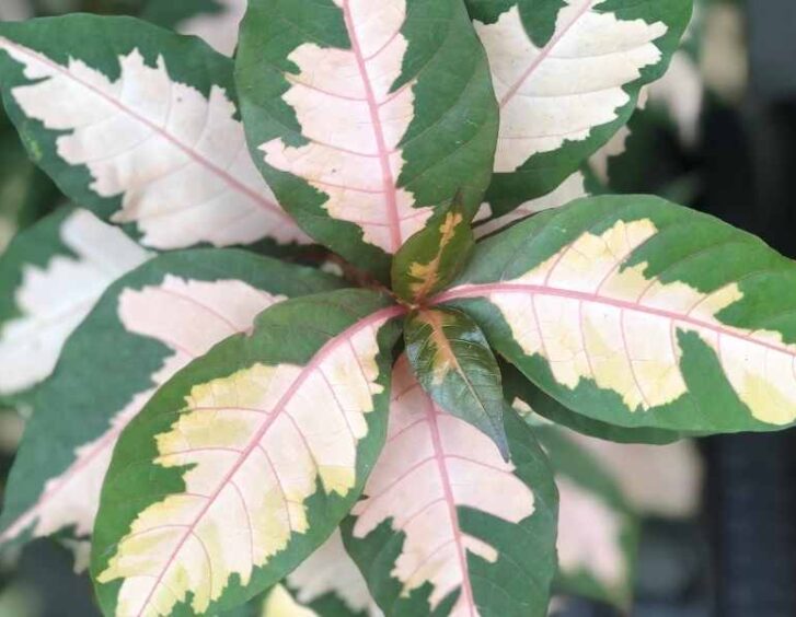 aglaonema pictum tricolor Aglaonema Pictum Tricolor