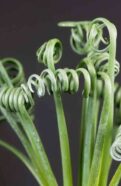 Albuca Spiralis