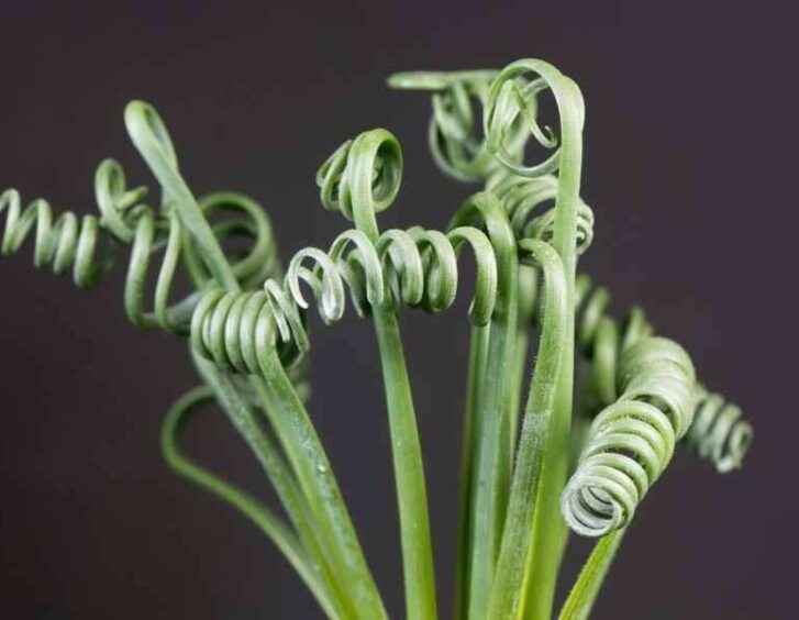 albuca spiralis Albuca Spiralis