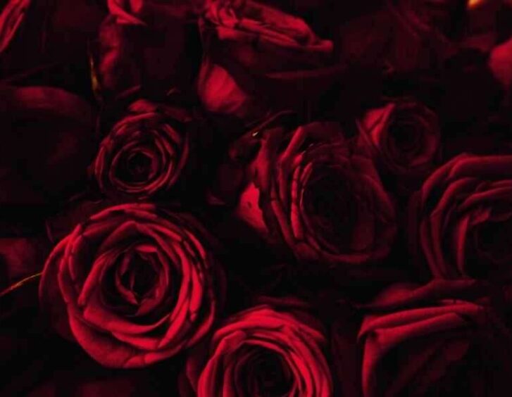 all dressed up rose All Dressed Up Rose