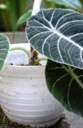 Alocasia Black Velvet