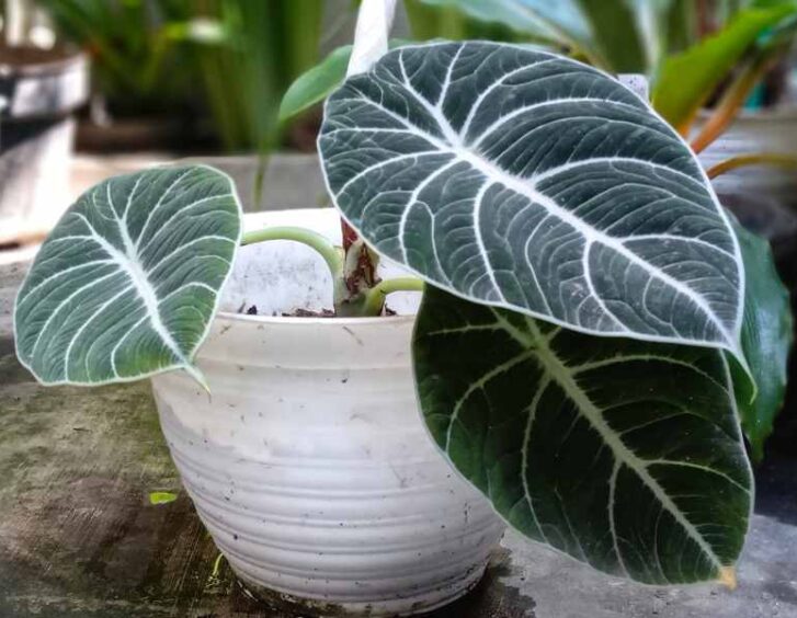 alocasia black velvet Alocasia Black Velvet