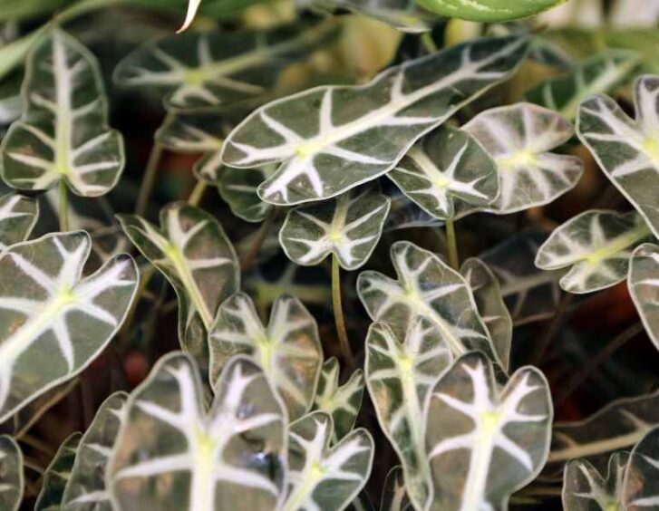 alocasia varieties Alocasia Varieties