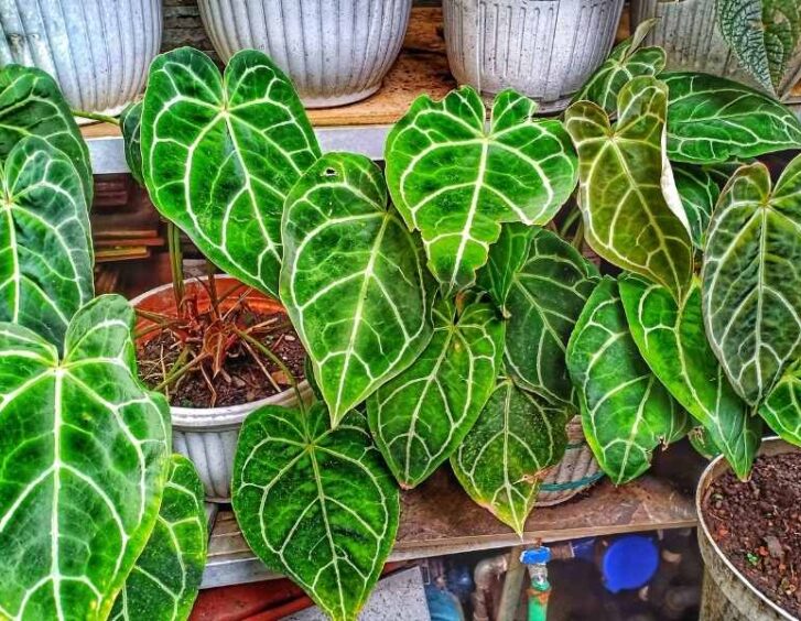 anthurium crystallinum Anthurium Crystallinum
