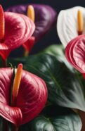 anthurium showcase rare beauties