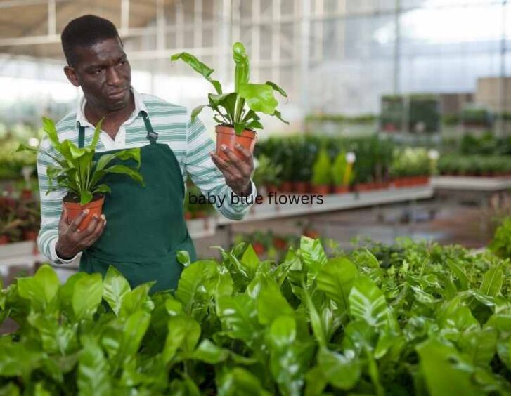 asplenium antiquum Asplenium Antiquum