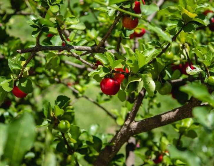 Barbados Cherry Tree