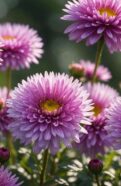 beautiful china asters garden