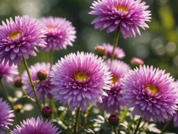 beautiful china asters garden