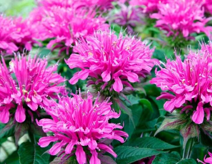 bee balm seeds Bee Balm Seeds