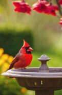 bird friendly plants for landscaping
