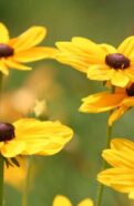 Black Eyed Susan Seeds
