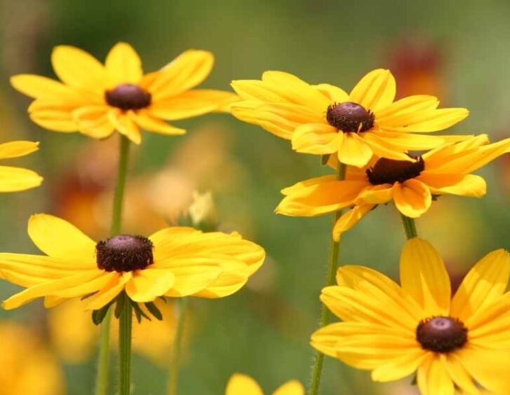 Black Eyed Susan Seeds