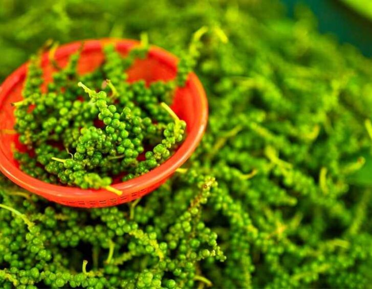 black peppercorn plant Black Peppercorn Plant