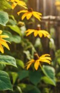 black eyed susan vine care
