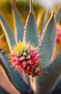 blooming agave plants mystery