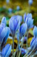 Blue Tulips