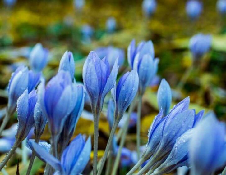 blue tulips Blue Tulips