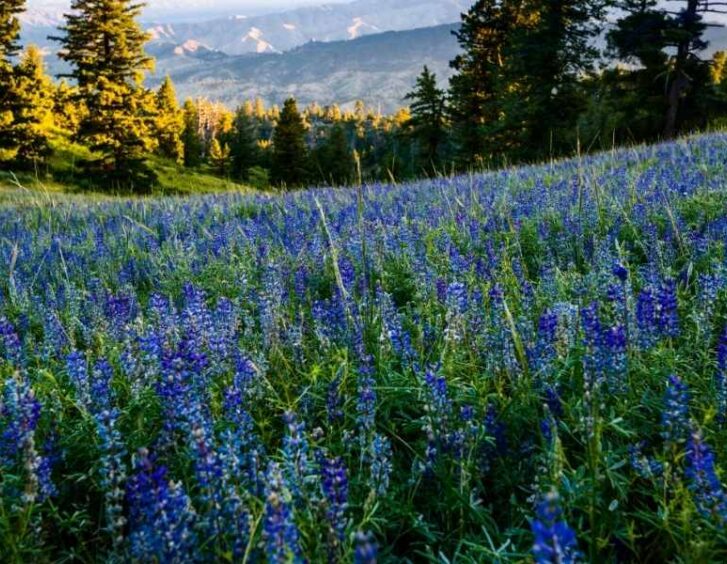 blue wildflowers Blue Wildflowers
