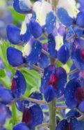 Bluebonnet Seeds