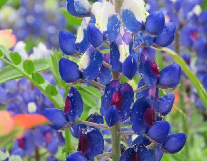 bluebonnet seeds Bluebonnet Seeds