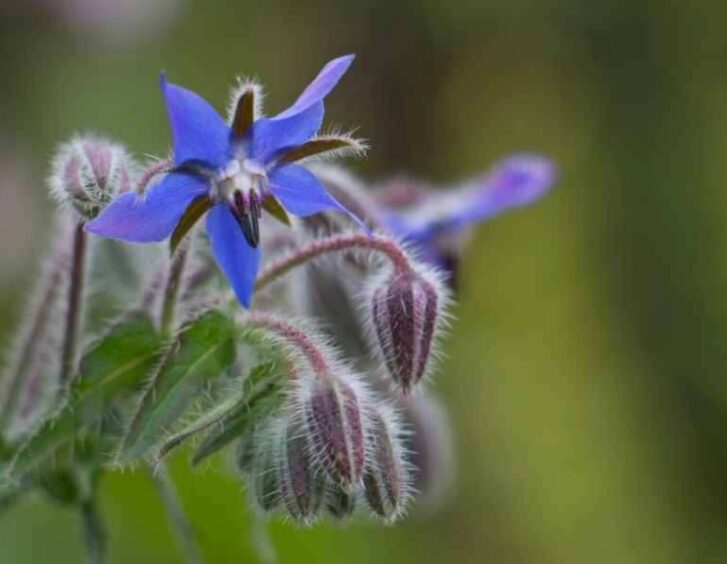 borage seeds Borage Seeds