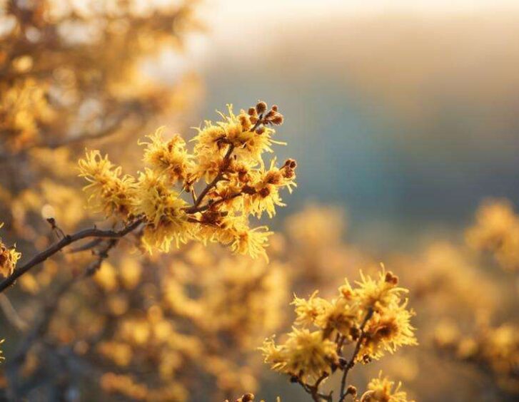 botanical beauty in bloom botanical beauty in bloom