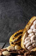 Cacao Seed