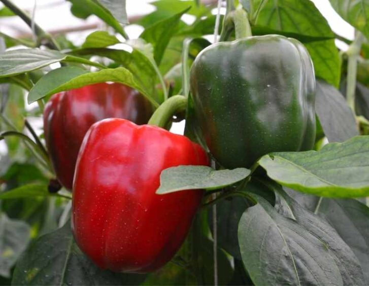 California Wonder Pepper