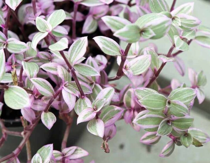 callisia repens Callisia Repens