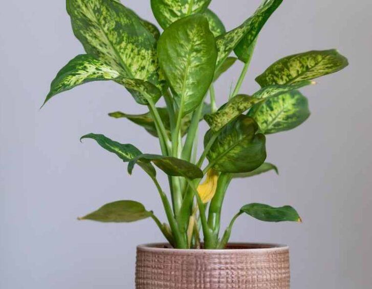 cane plant Cane Plant