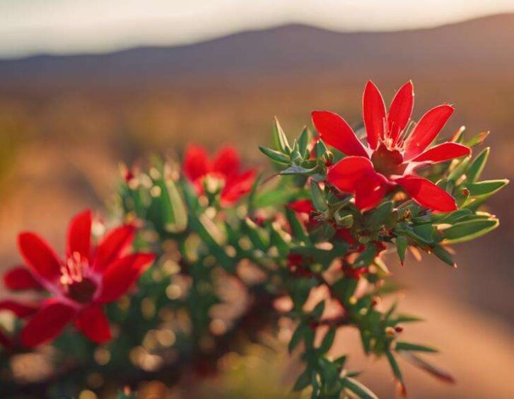 caring for crown of thorns caring for crown of thorns