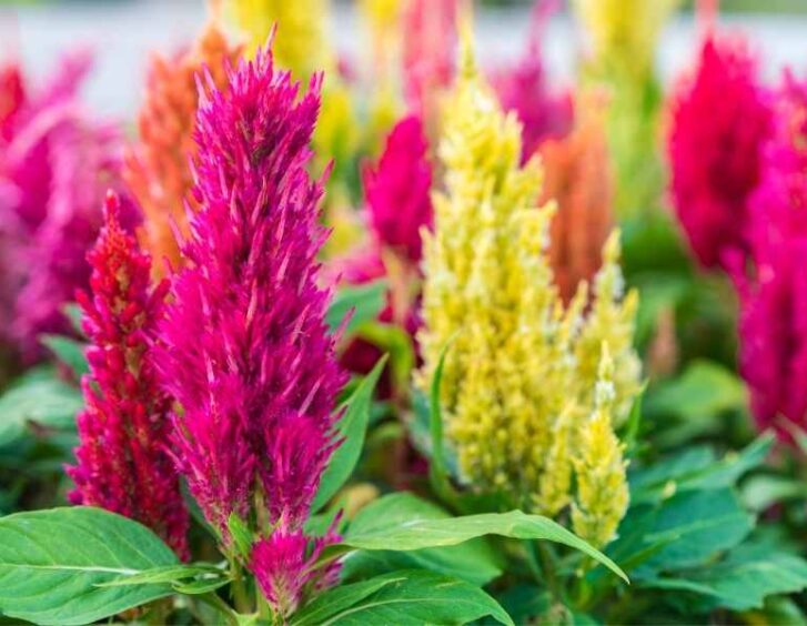 celosia seeds Celosia Seeds