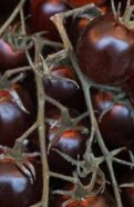 Chocolate Cherry Tomato