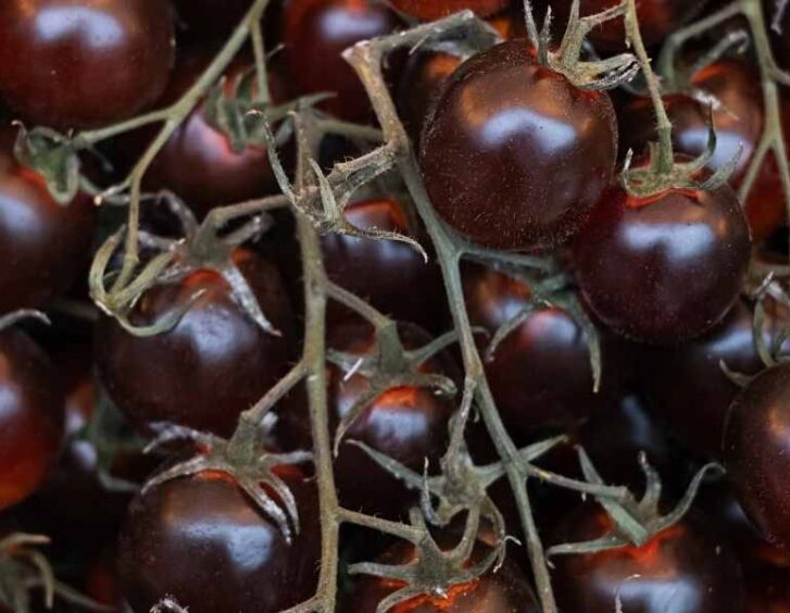 chocolate cherry tomato Chocolate Cherry Tomato