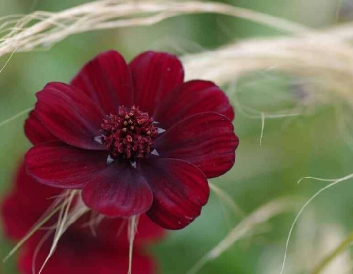 chocolate flowers Chocolate Flowers