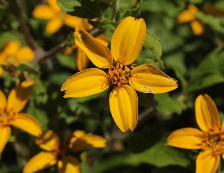 chrysogonum virginianum Chrysogonum Virginianum