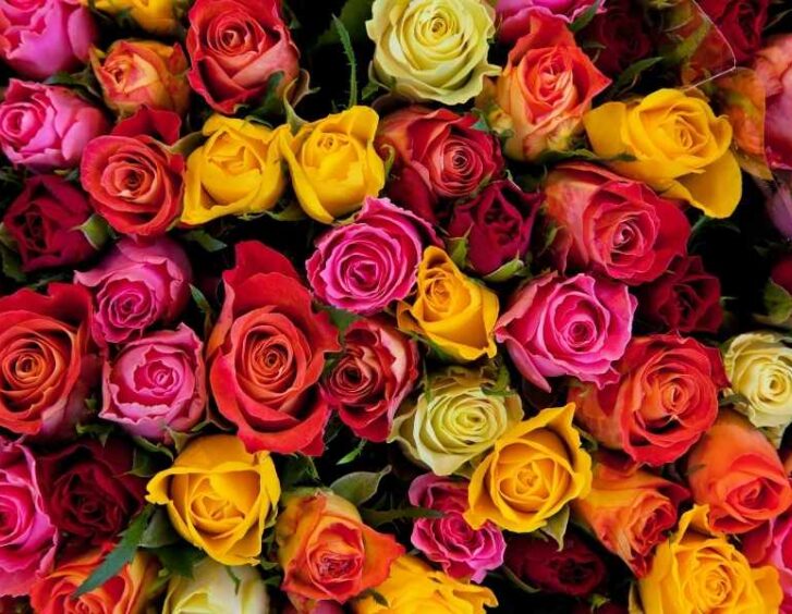 colored roses Colored Roses