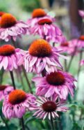 Cone Flower Seeds