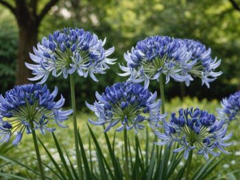 cultivating beautiful agapanthus blooms