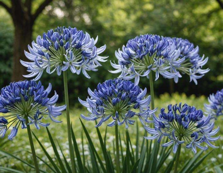 cultivating beautiful agapanthus blooms cultivating beautiful agapanthus blooms
