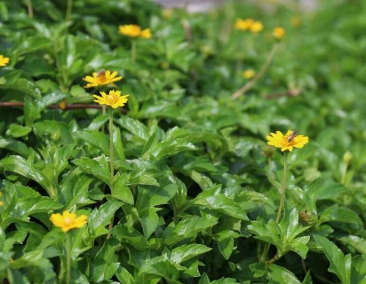 daisy seeds Daisy Seeds