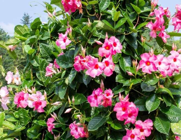 dipladenia plant Dipladenia Plant