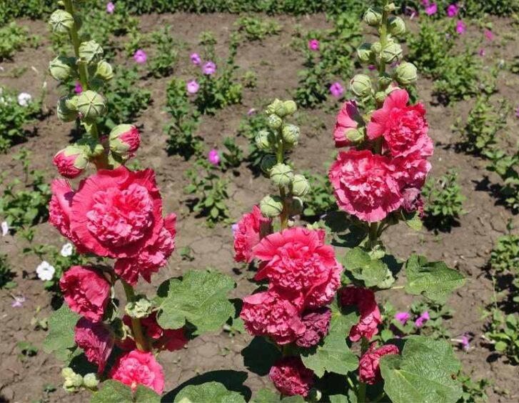 double flower hollyhock Double Flower Hollyhock