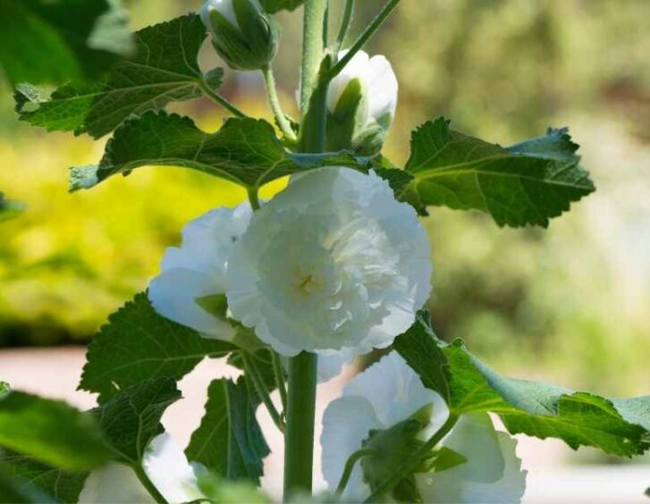 Double Hollyhocks