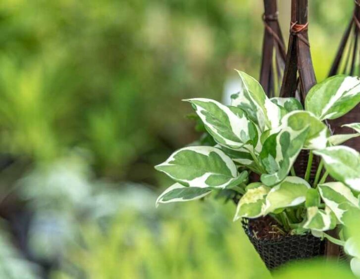 Epipremnum Aureum Njoy