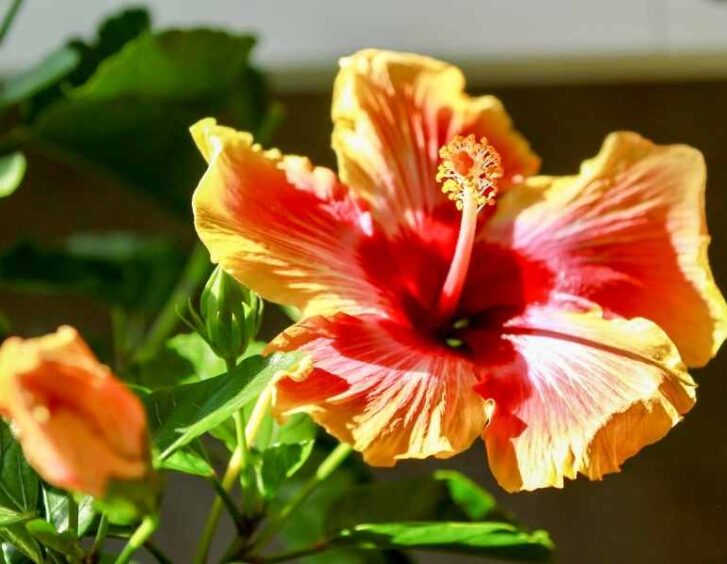 fiesta hibiscus Fiesta Hibiscus