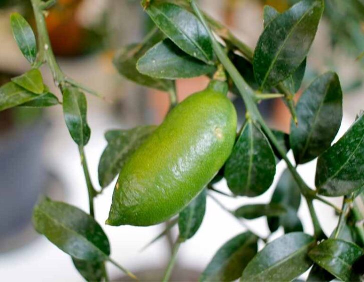 finger lime tree Finger Lime Tree