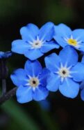 Forget Me Not Seeds